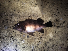 メバルの釣果