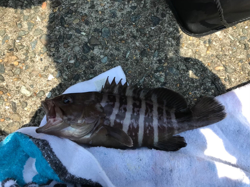 マハタの釣果