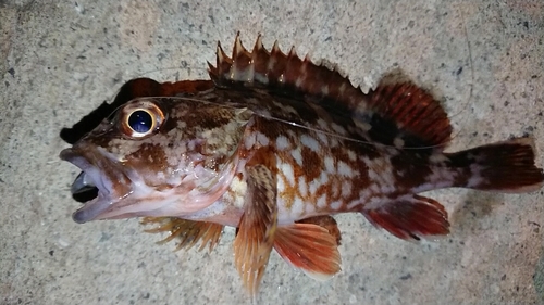 カサゴの釣果