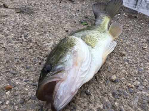 ブラックバスの釣果