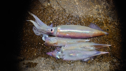 ヤリイカの釣果