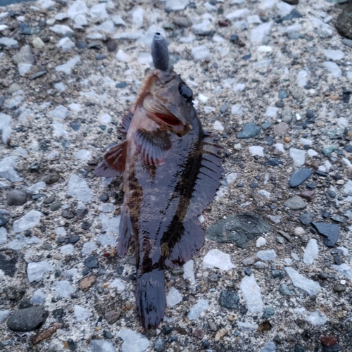 ムラソイの釣果