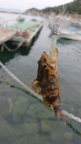 タケノコメバルの釣果