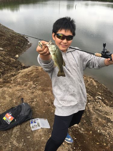 ブラックバスの釣果