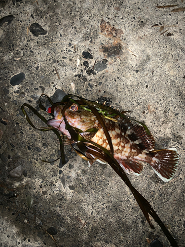 カサゴの釣果