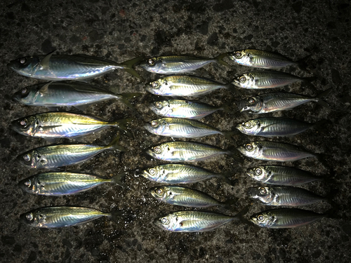 アジの釣果