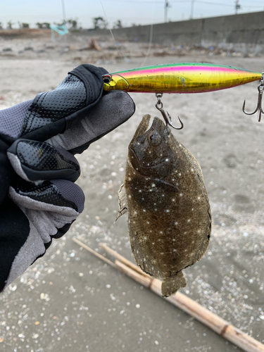 ヒラメの釣果