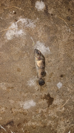 クロソイの釣果