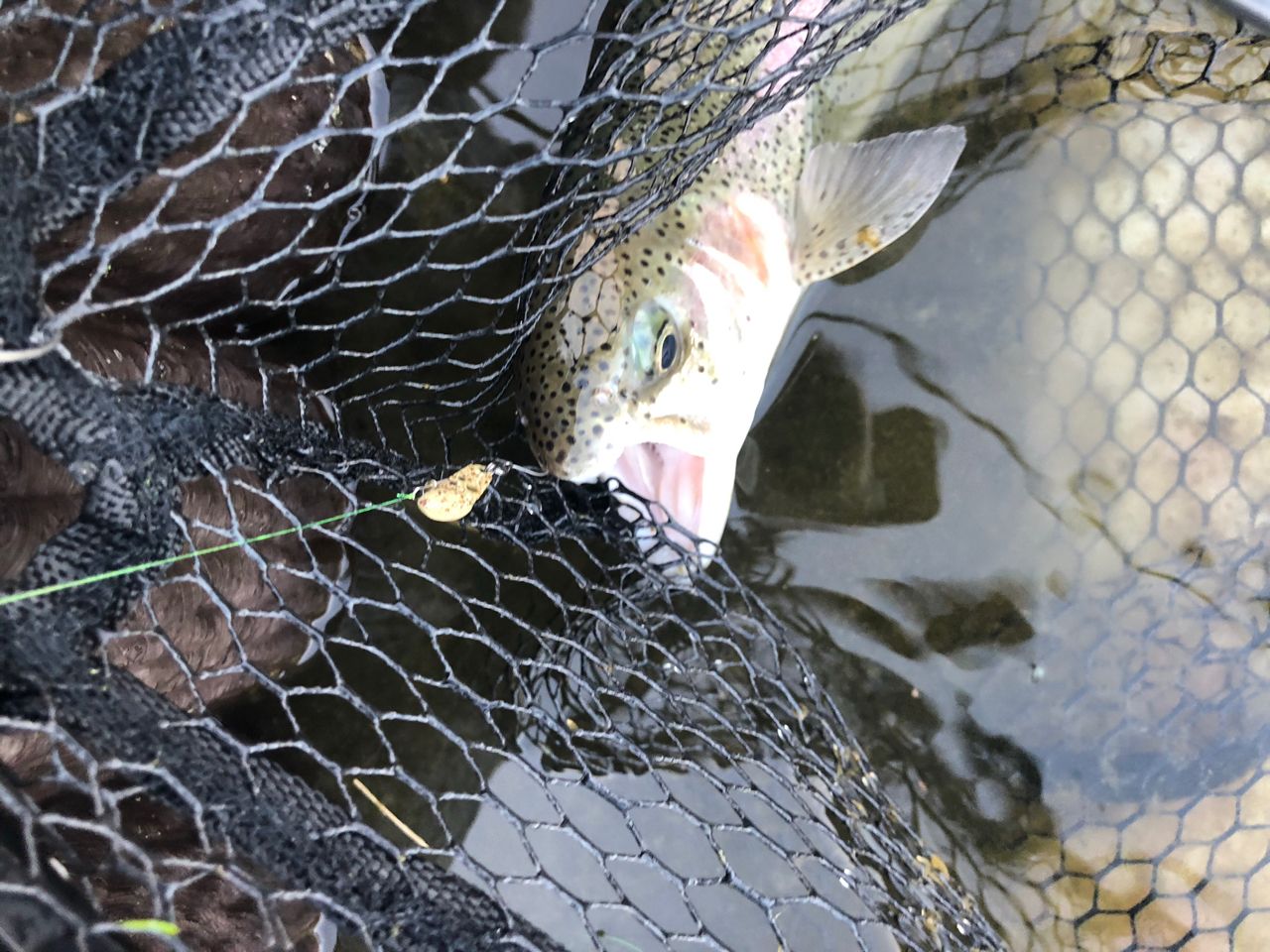 レインボートラウト