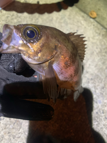 シロメバルの釣果