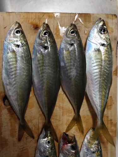 マアジの釣果