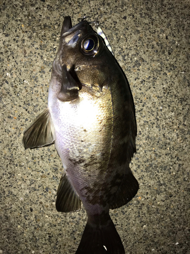 アカメバルの釣果