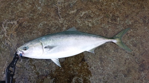 ブリの釣果