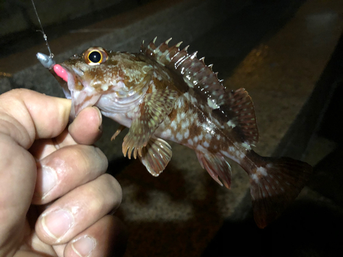 カサゴの釣果