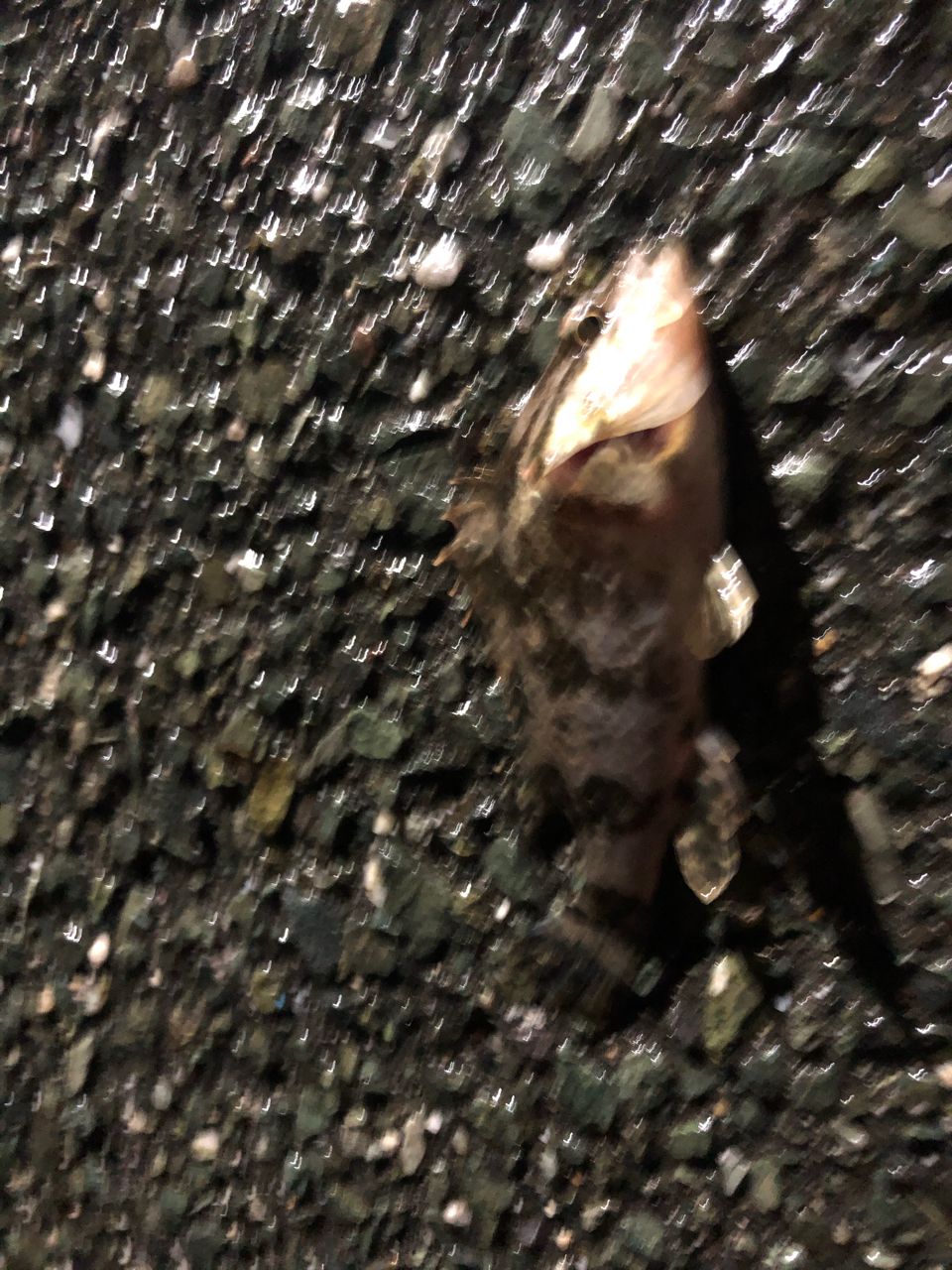 タケノコメバル