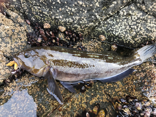 アイナメの釣果