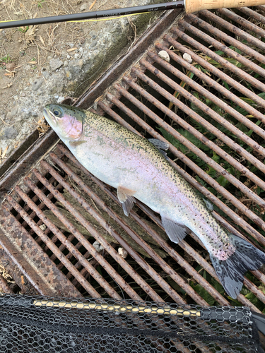 ニジマスの釣果