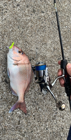 タイの釣果