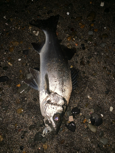 ヒラスズキの釣果