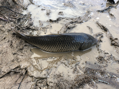 コイの釣果