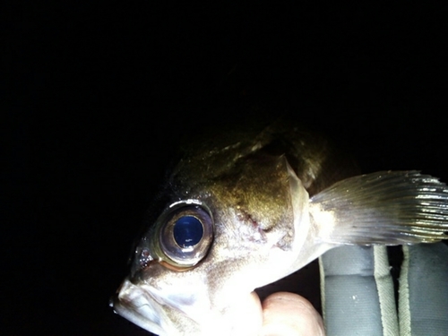 クロメバルの釣果