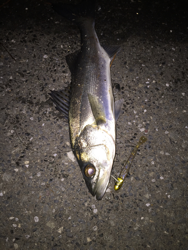 シーバスの釣果