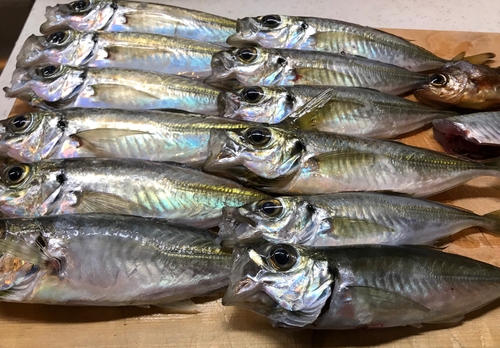 アジの釣果