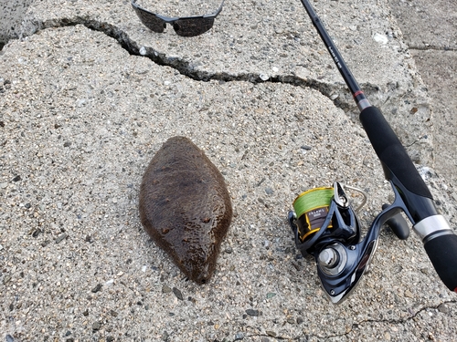 ナマコの釣果