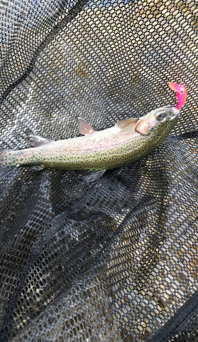 ニジマスの釣果