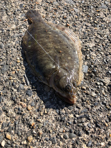 カレイの釣果