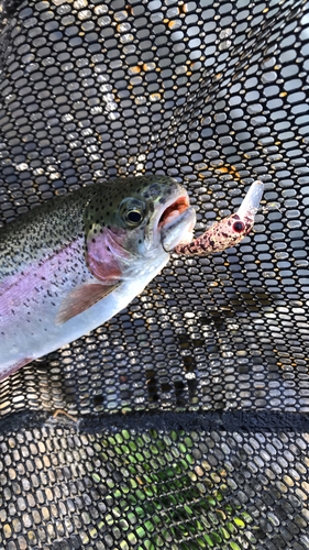 ニジマスの釣果