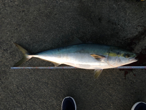 ツバスの釣果