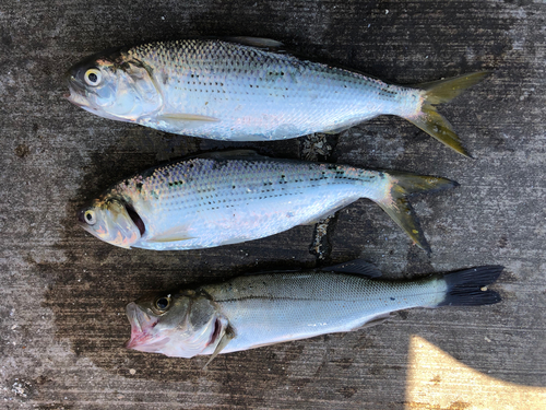 コノシロの釣果