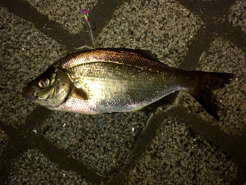 ウミタナゴの釣果