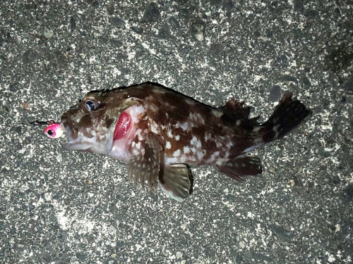 カサゴの釣果