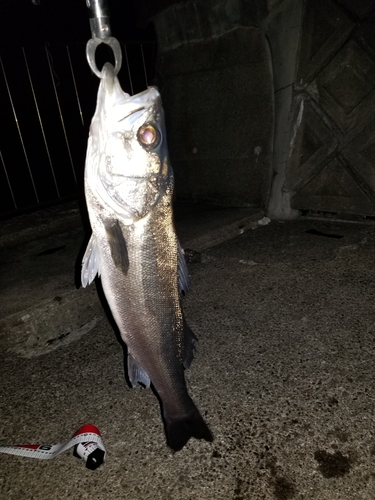 スズキの釣果