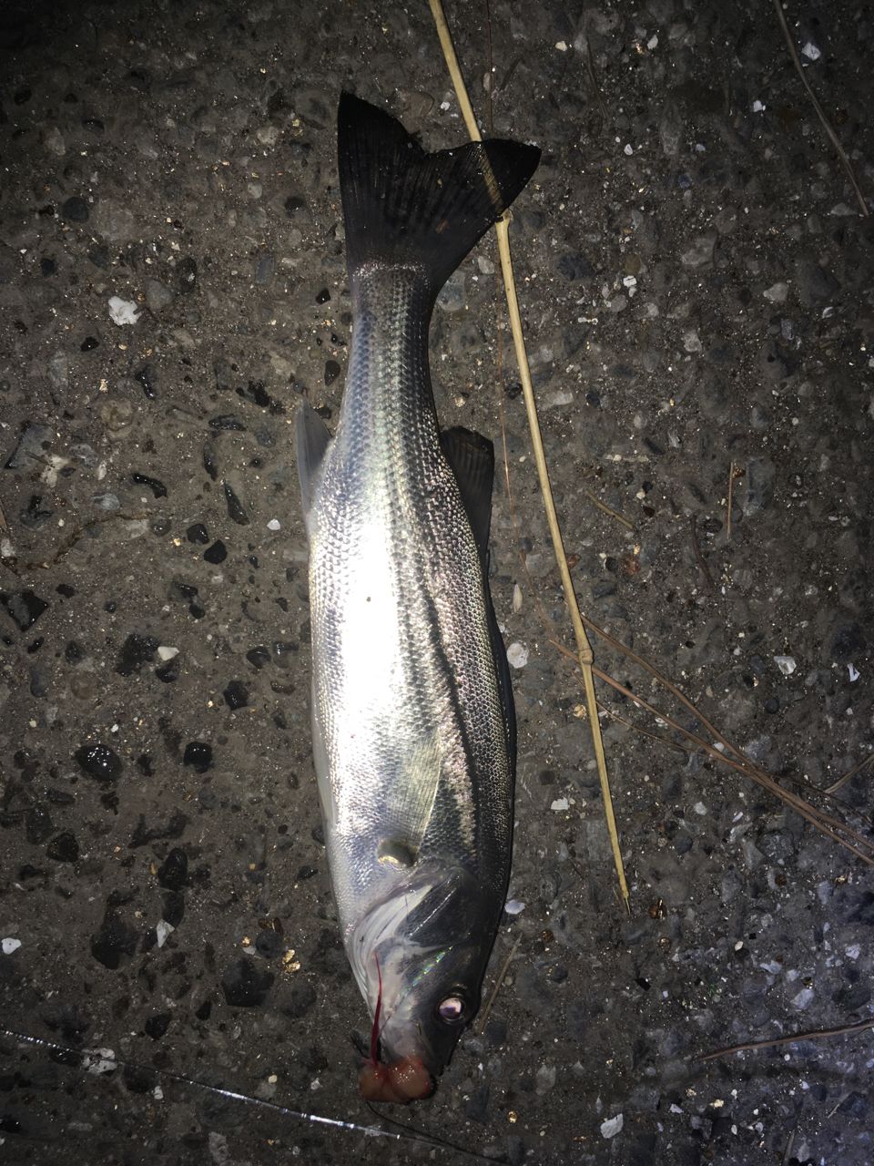 セイゴ（マルスズキ）