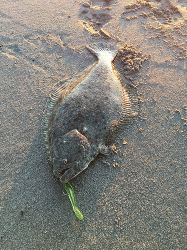 ヒラメの釣果