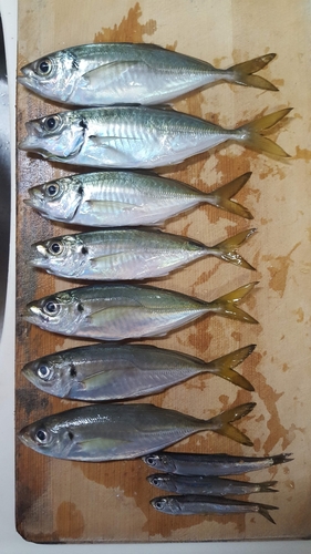 アジの釣果