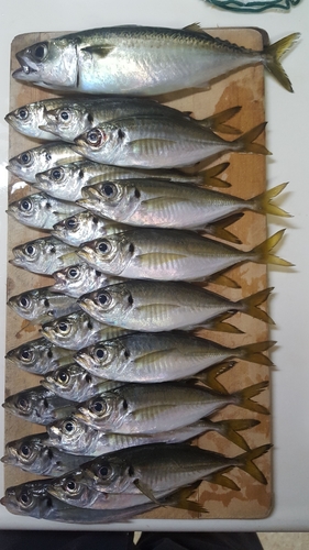 アジの釣果