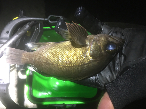 シロメバルの釣果