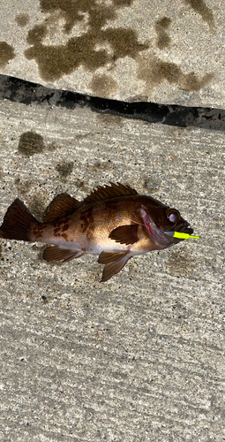 メバルの釣果