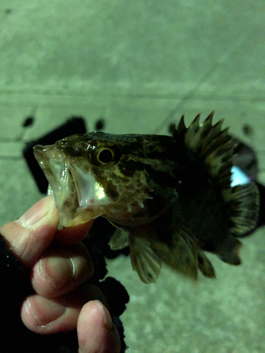 タケノコメバルの釣果