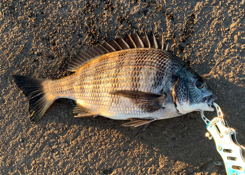 チヌの釣果