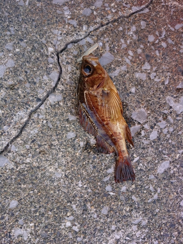 メバルの釣果