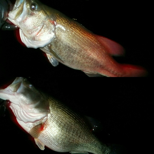 ブラックバスの釣果