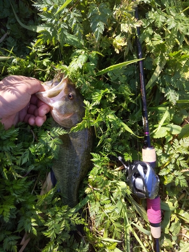 ブラックバスの釣果