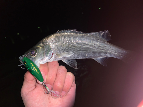 セイゴ（マルスズキ）の釣果