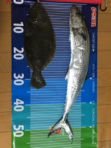 サゴシの釣果