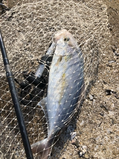 ショゴの釣果